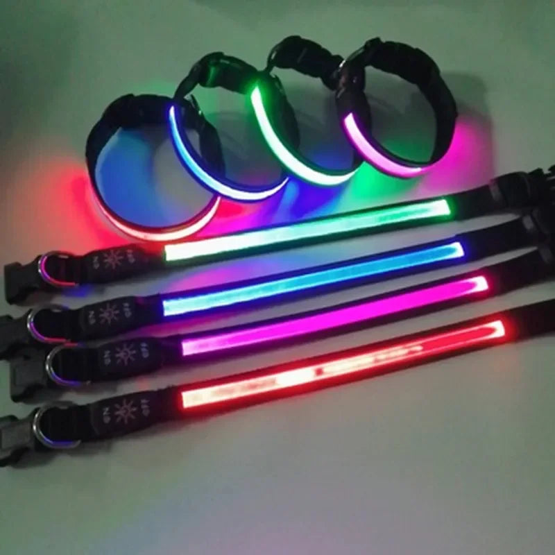 collier lumineux chien