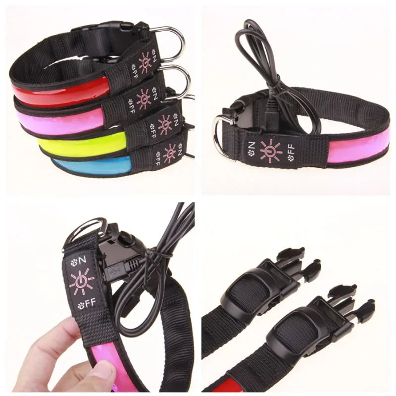 collier lumineux chien
