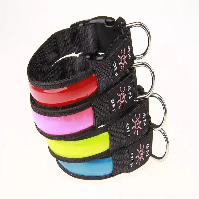 collier lumineux chien