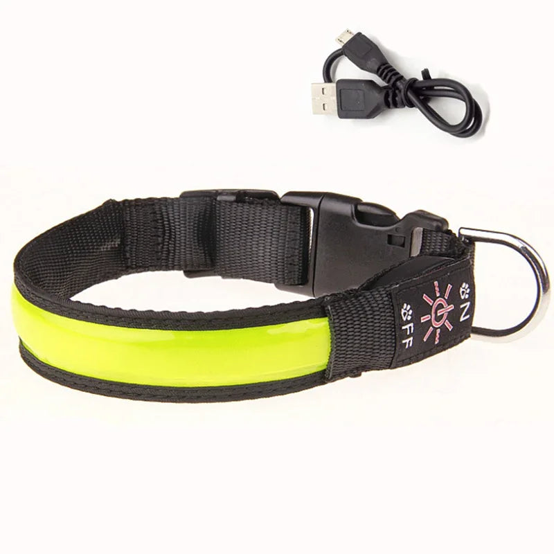 collier lumineux chien