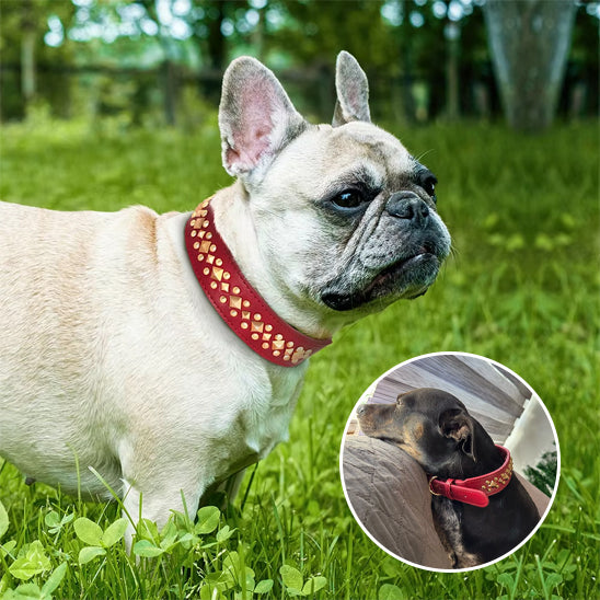 collier chien clouté anti-morsure