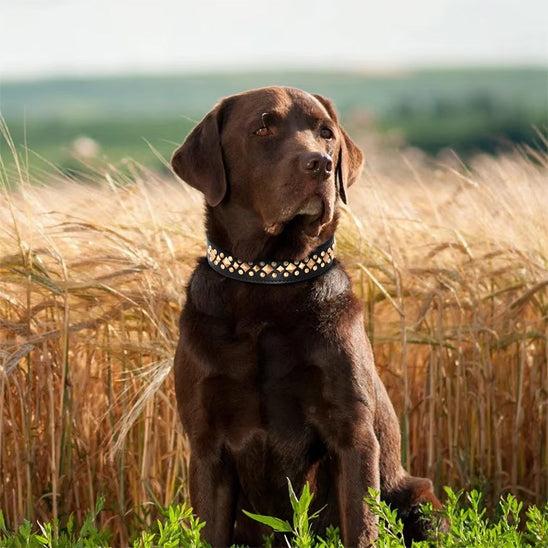 collier chien clouté anti-morsure