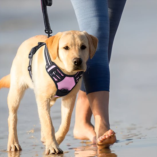 Harnais pour Chien Ultra - Confortable et Sécurisé - Balade.le.chien.com