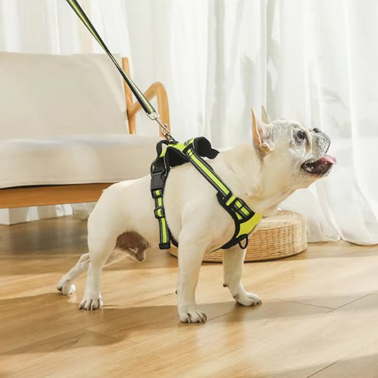 Harnais pour Chien Ultra - Confortable et Sécurisé - Balade.le.chien.com