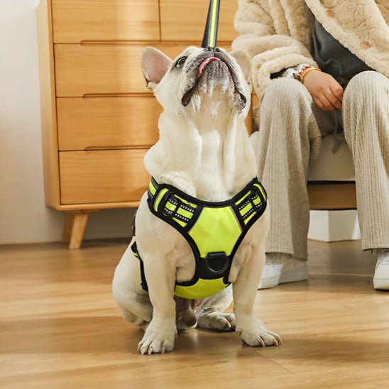 Harnais pour Chien Ultra - Confortable et Sécurisé - Balade.le.chien.com