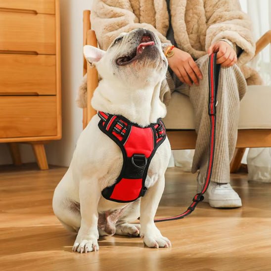 Harnais pour Chien Ultra - Confortable et Sécurisé - Balade.le.chien.com