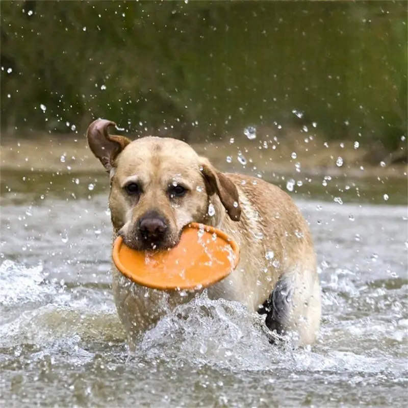 FlyDog™ - Orange