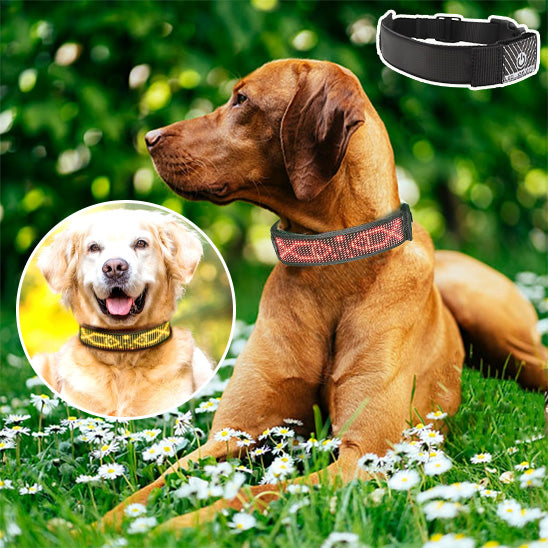 Colliers LED multicolores | Sécurité Nocturne