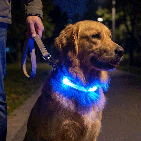 Colliers lumineux pour Chiens | NightSafe