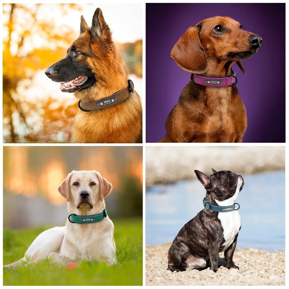 Collier en cuir | Personnalisé Premium - Balade.le.chien.com