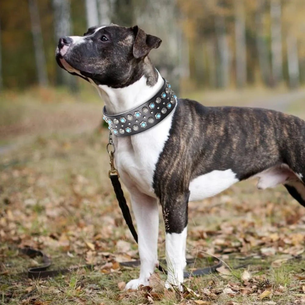 Collier en cuir pour chien | Élégance Canine - Balade.le.chien.com