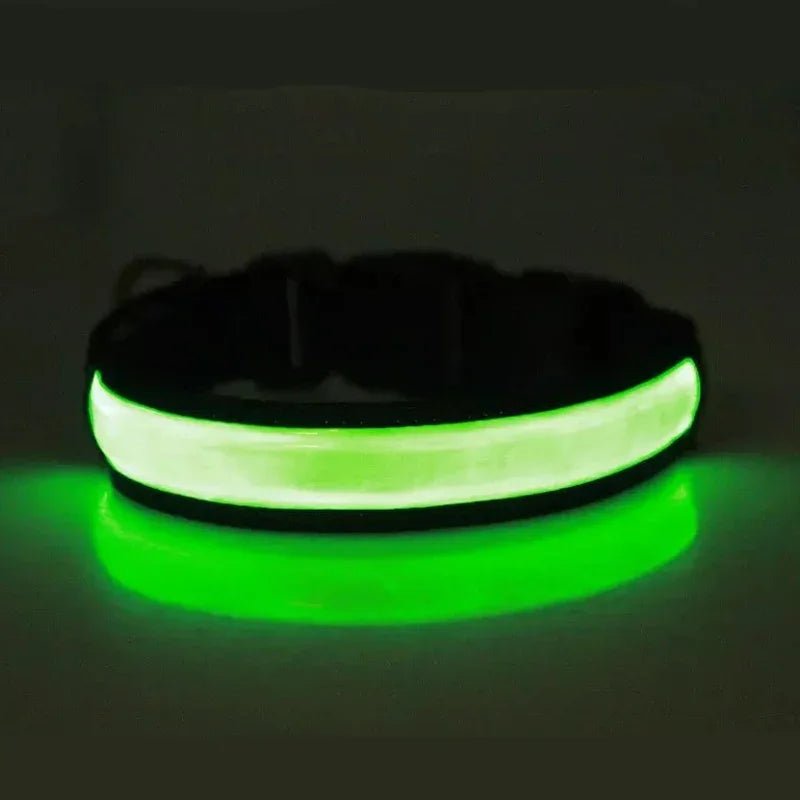 collier lumineux pour chien - Balade.le.chien.com