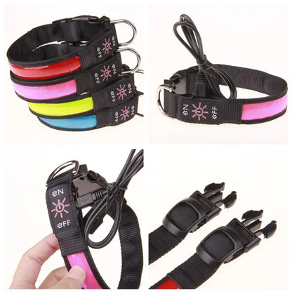 collier lumineux chien