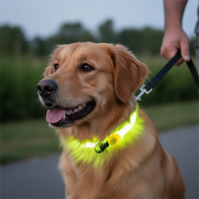 Colliers lumineux pour Chiens | NightSafe