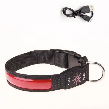 collier lumineux chien