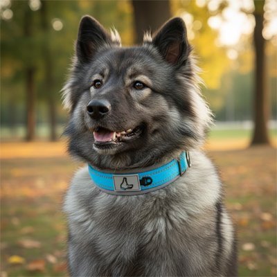 Collier pour Chien | Confort Résistant - Balade.le.chien.com