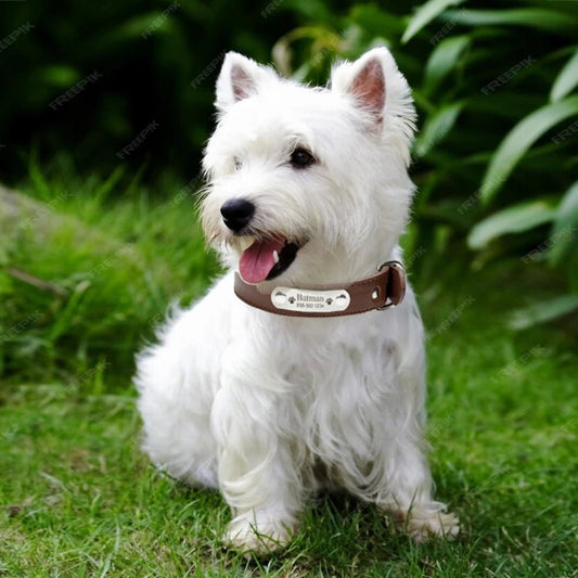 Collier pour chien en cuir - Balade.le.chien.com