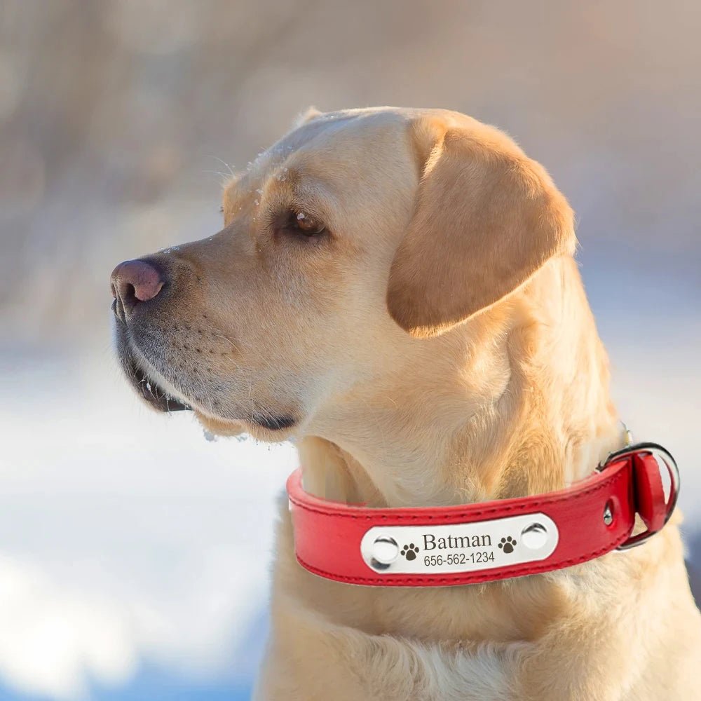 Collier pour chien en cuir confortable- Balade.le.chien.com