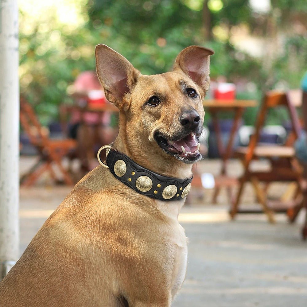 Collier pour chien en cuir | Robuste et élégant - Balade.le.chien.com