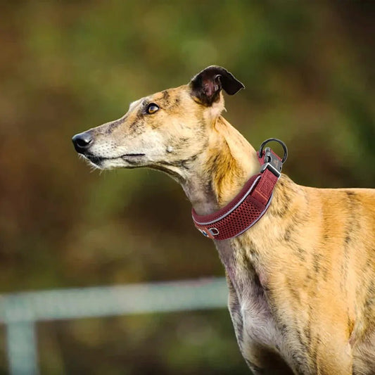 Collier pour chien personnalisé en maille respirante | AirComfort - Balade.le.chien.com