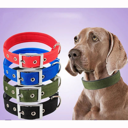 Collier pour Chien Robuste et Confortable - Balade.le.chien.com