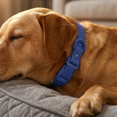 Collier pour Chien | Ultra-résistant - Balade.le.chien.com