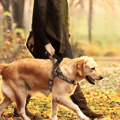 DogSafeHarness™ - Noir Doré harnais d été - Balade.le.chien.com