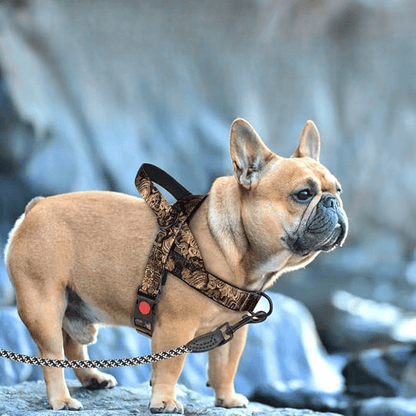 DogSafeHarness™ - Noir Doré harnais d été - Balade.le.chien.com