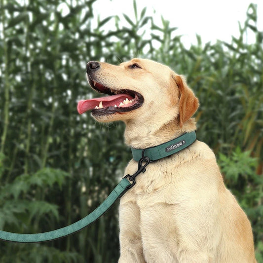 Ensemble de Laisse de Collier| Cuir Rembourré - Balade.le.chien.com