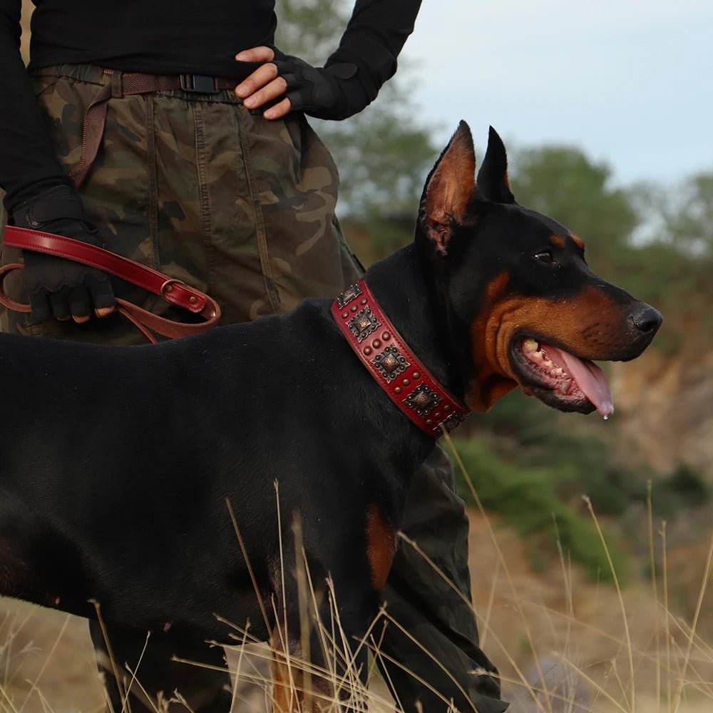 Ensemble laisse collier pour chien | Cuir Véritable - Balade.le.chien.com