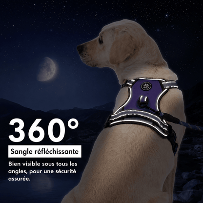 Ensemble Laisse Harnais Chien Oxford Réfléchissant | Balade le Chien - Balade.le.chien.com