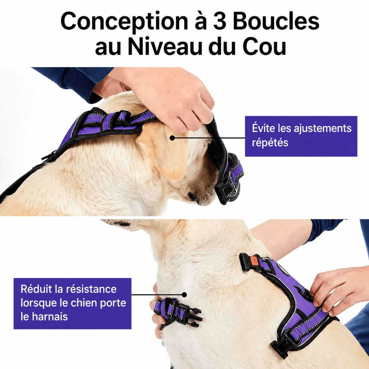 Ensemble Laisse Harnais Chien Oxford Réfléchissant | Balade le Chien - Balade.le.chien.com