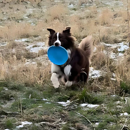 FlyDog™ - Bleu - Balade.le.chien.com