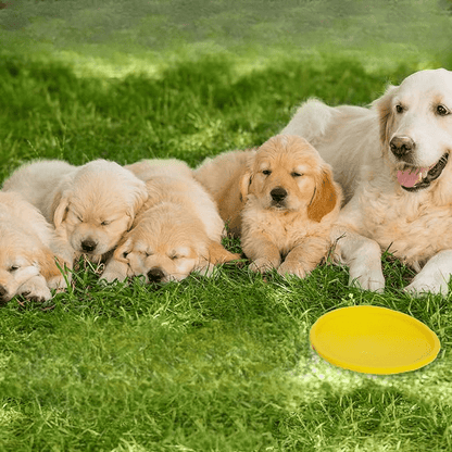 FlyDog™ - Jaune - Balade.le.chien.com