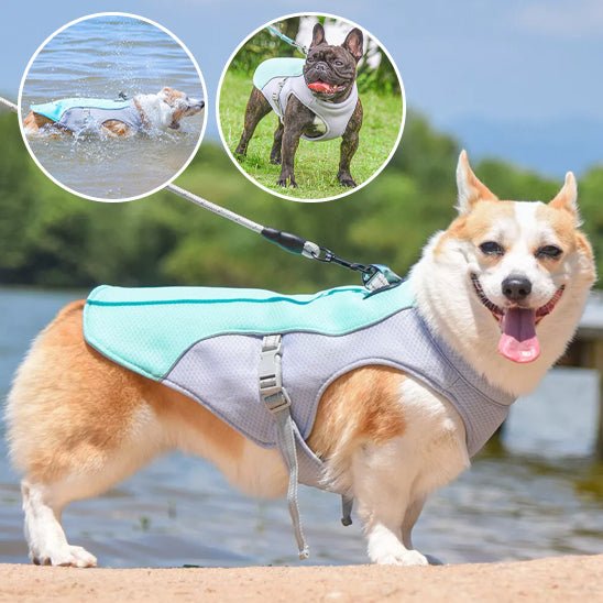 Gilet Rafraîchissant pour Chien - Balade.le.chien.com