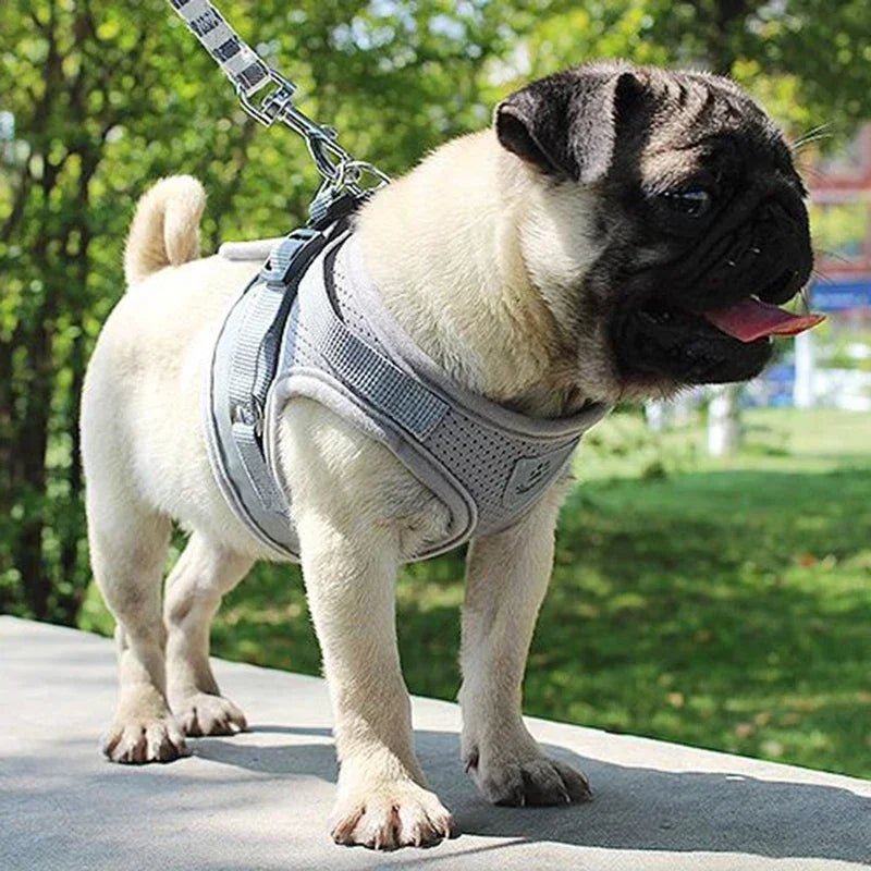 Harnais chien | Confort Sécurité - Balade.le.chien.com