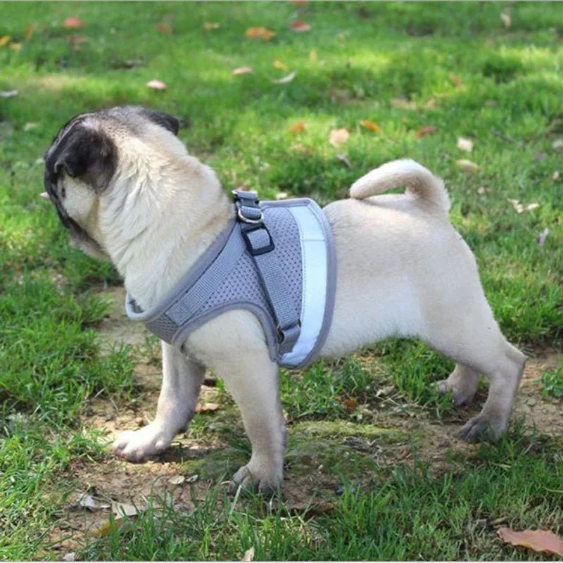 Harnais chien | Confort Sécurité - Balade.le.chien.com