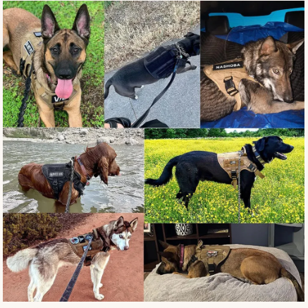Harnais Chien Randonnée | UltraTrail - Balade.le.chien.com