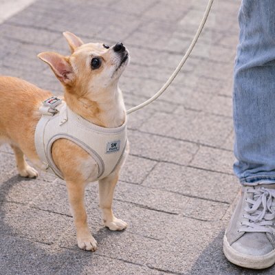 Harnais chiot | Confort Sécurisé - Balade.le.chien.com