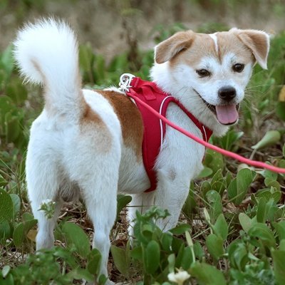 Harnais chiot | Confort Sécurisé - Balade.le.chien.com