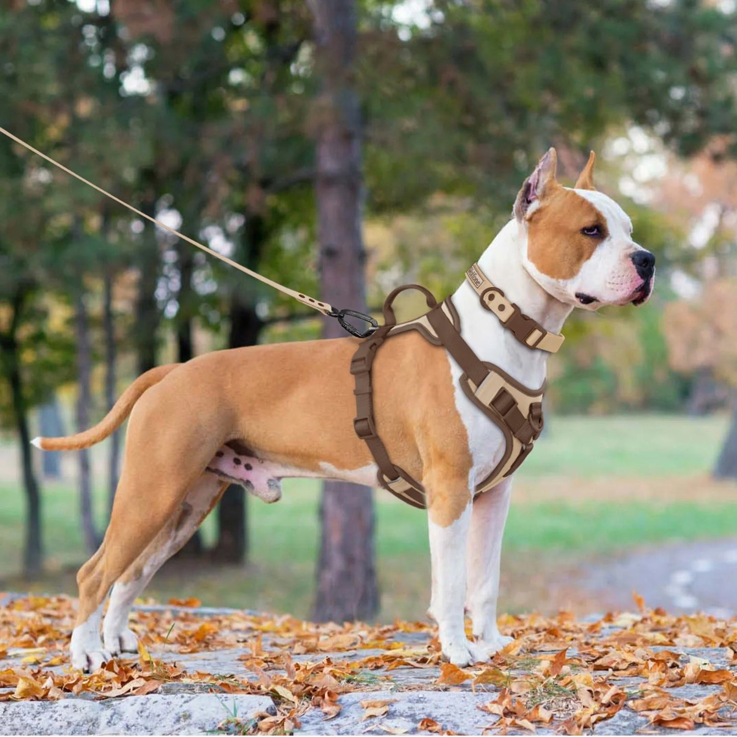 Harnais de luxe pour chiens | Anti-traction - Balade.le.chien.com