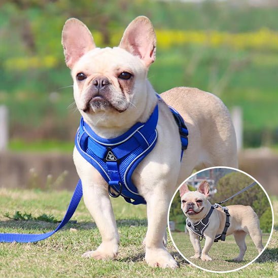 Harnais d'été pour chien - Balade.le.chien.com