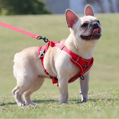 Harnais d'été ™ - pour chien - Balade.le.chien.com