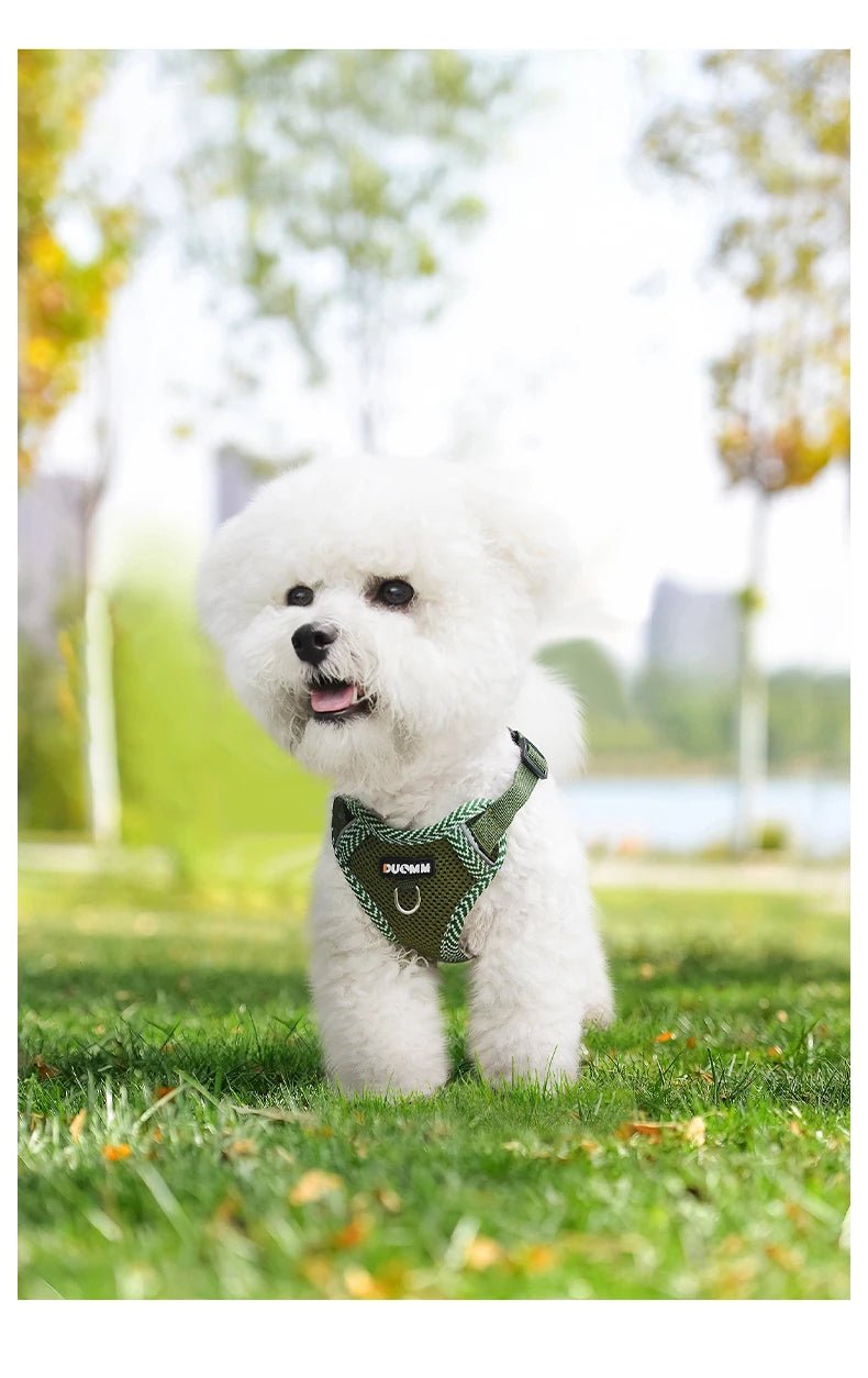 Harnais d'Été pour Chien : Confort et Fraîcheur - Balade.le.chien.com