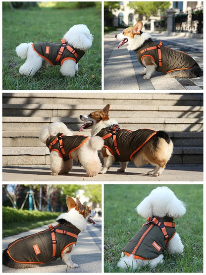 Harnais d'hiver pour chien - Balade.le.chien.com