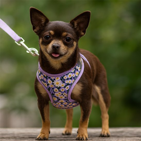 Harnais petit chien | UltraConfort - Balade.le.chien.com
