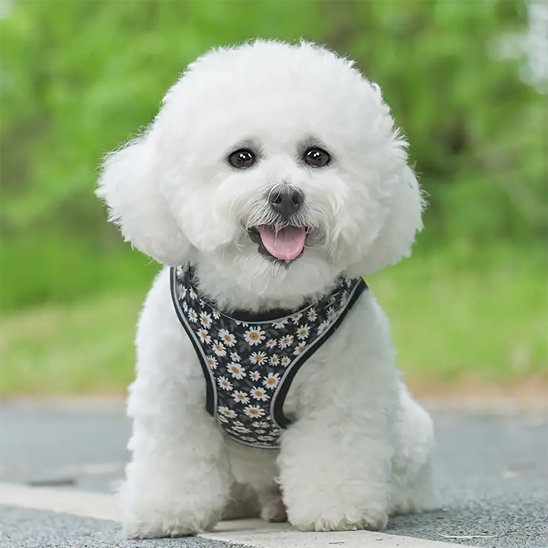 Harnais petit chien | UltraConfort - Balade.le.chien.com
