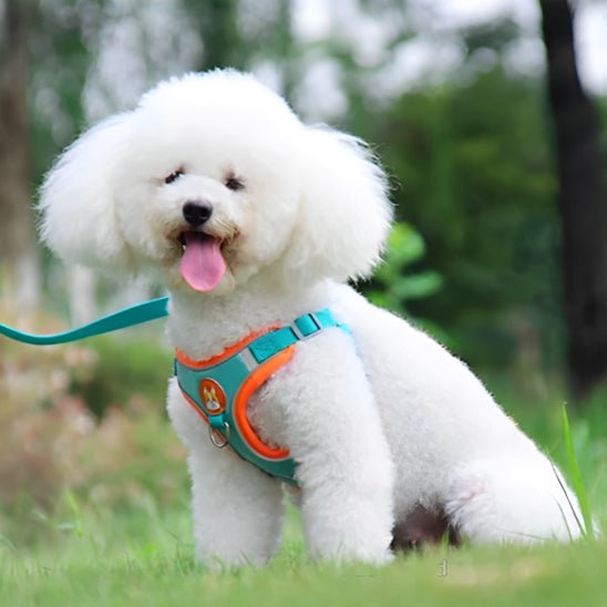 Harnais pour chien | Confort Secure - Balade.le.chien.com