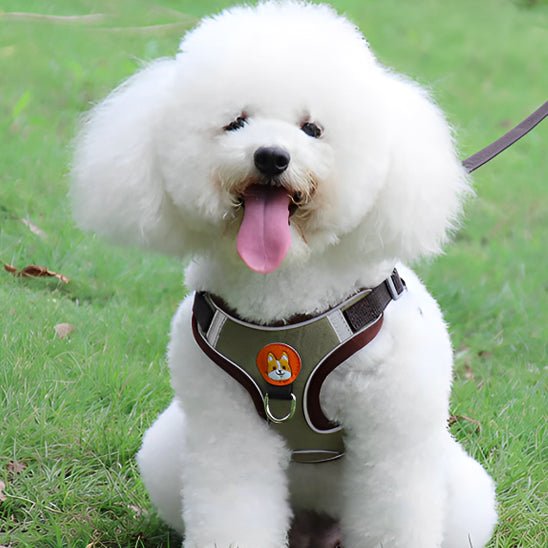 Harnais pour chien | Confort Secure - Balade.le.chien.com