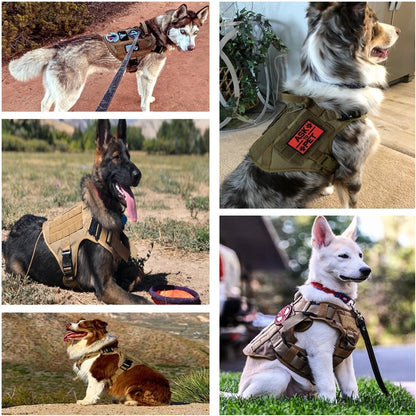 Harnais pour Chiens Exigeants - Balade.le.chien.com